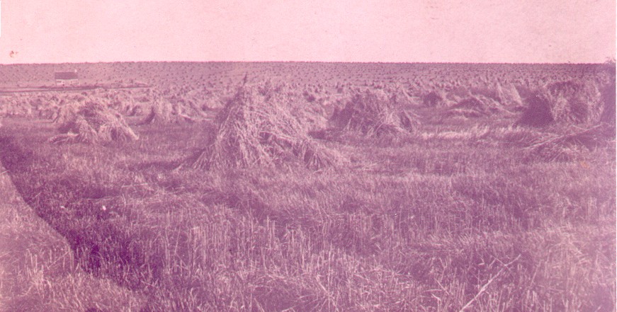 Stooks