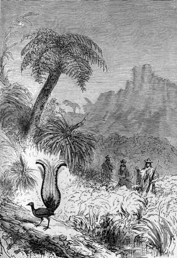 The “menure,” or lyre bird
